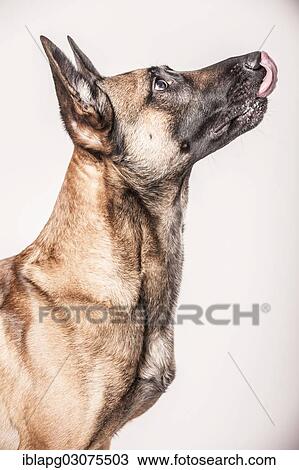 Malinois Ou Belge Berger Chien Mendiant Allemagne Europe Banque Dimage
