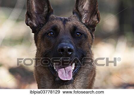 "Malinois, portrait" View Large Photo Image Stock Photo - "Malinois, portrait". Fotosearch