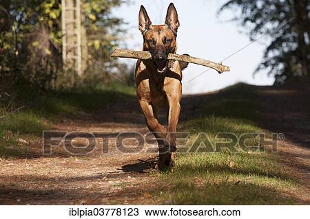 Stock Image - Malinois retrieveing a stick. Fotosearch