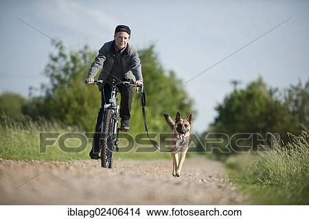 Malinois running beside a bike View Large Photo Image Picture - Malinois running beside a bike. Fotosearch