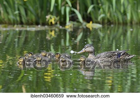 "Mallard (Anas platyrhinchos) with ducklings, Haren, Emsland, Lower Saxony, Germany, Europe" View Large Photo Image Stock Photo - "Mallard (Anas platyrhinchos) with ducklings, Haren, Emsland, Lower Saxony, Germany, Europe". Fotosearch