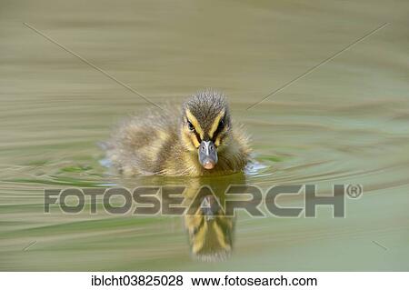 "Mallard (Anas platyrhynchos), chick, North Rhine-Westphalia, Germany, Europe" View Large Photo Image Stock Photo - "Mallard (Anas platyrhynchos), chick, North Rhine-Westphalia, Germany, Europe". Fotosearch