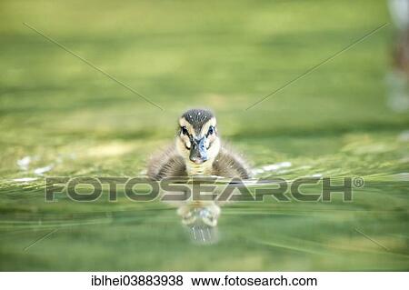 "Mallard (Anas platyrhynchos) chick swimming in the water, Austria, Europe" View Large Photo Image Stock Photo - "Mallard (Anas platyrhynchos) chick swimming in the water, Austria, Europe". Fotosearch