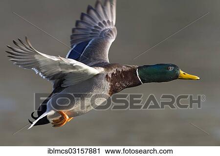 "Mallard (Anas platyrhynchos), drake in flight, Melsungen, Hesse, Germany, Europe" View Large Photo Image Stock Image - "Mallard (Anas platyrhynchos), drake in flight, Melsungen, Hesse, Germany, Europe". Fotosearch