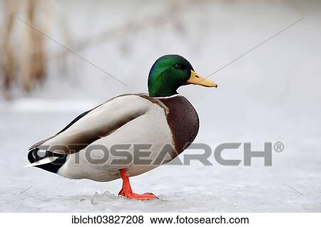 "Mallard (Anas platyrhynchos), drake in winter, North Rhine-Westphalia, Germany, Europe" View Large Photo Image Stock Photo - "Mallard (Anas platyrhynchos), drake in winter, North Rhine-Westphalia, Germany, Europe". Fotosearch