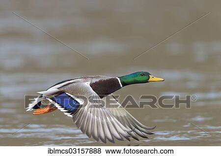"Mallard (Anas platyrhynchos), drake in flight, Melsungen, Hesse, Germany, Europe" View Large Photo Image Stock Photo - "Mallard (Anas platyrhynchos), drake in flight, Melsungen, Hesse, Germany, Europe". Fotosearch