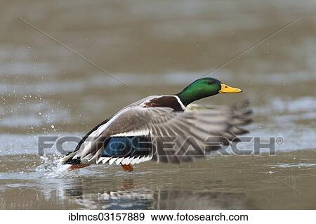 "Mallard (Anas platyrhynchos), drake in flight, Melsungen, Hesse, Germany, Europe" View Large Photo Image Stock Photo - "Mallard (Anas platyrhynchos), drake in flight, Melsungen, Hesse, Germany, Europe". Fotosearch