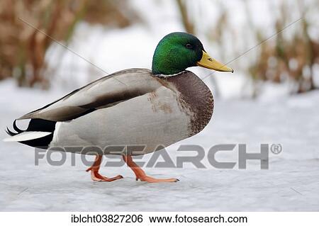 "Mallard (Anas platyrhynchos), drake in winter, North Rhine-Westphalia, Germany, Europe" View Large Photo Image Stock Photograph - "Mallard (Anas platyrhynchos), drake in winter, North Rhine-Westphalia, Germany, Europe". Fotosearch