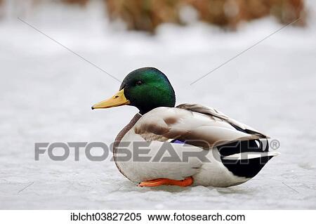"Mallard (Anas platyrhynchos), drake in winter, North Rhine-Westphalia, Germany, Europe" View Large Photo Image Stock Photography - "Mallard (Anas platyrhynchos), drake in winter, North Rhine-Westphalia, Germany, Europe". Fotosearch