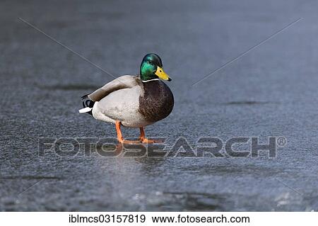 "Mallard (Anas platyrhynchos), drake on the ice, Melsungen, Hesse, Germany, Europe" View Large Photo Image Stock Photo - "Mallard (Anas platyrhynchos), drake on the ice, Melsungen, Hesse, Germany, Europe". Fotosearch