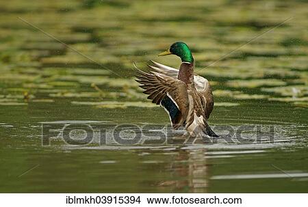 "Mallard (Anas platyrhynchos) drake, Lower Saxony, Germany, Europe" View Large Photo Image Picture - "Mallard (Anas platyrhynchos) drake, Lower Saxony, Germany, Europe". Fotosearch