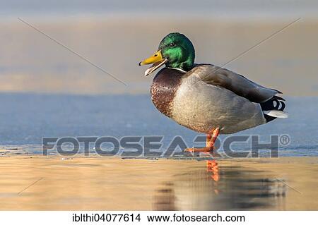 "Mallard (Anas platyrhynchos), drake, frozen lake, Middle Elbe Biosphere Reserve, Saxony-Anhalt, Germany, Europe" View Large Photo Image Picture - "Mallard (Anas platyrhynchos), drake, frozen lake, Middle Elbe Biosphere Reserve, Saxony-Anhalt, Germany, Europe". Fotosearch