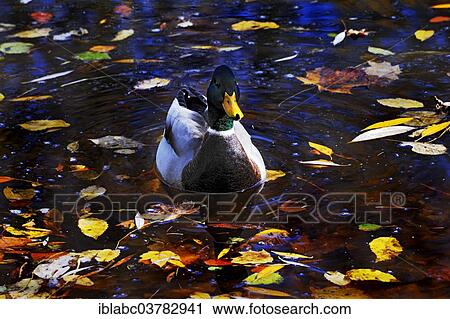"Mallard (Anas platyrhynchos), drake, Bavaria, Germany, Europe" View Large Photo Image Stock Image - "Mallard (Anas platyrhynchos), drake, Bavaria, Germany, Europe". Fotosearch