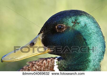 Stock Image - "Mallard (Anas platyrhynchos), drake, Middle Elbe Biosphere Reserve, Dessau-Rosslau, Saxony-Anhalt, Germany, Europe". Fotosearch