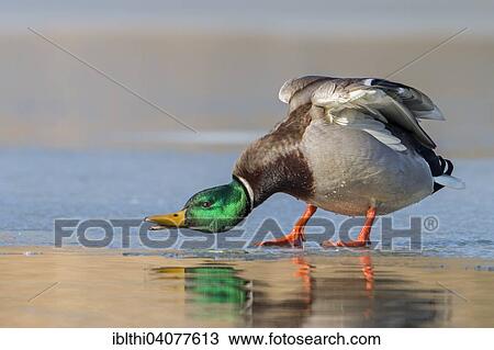 "Mallard (Anas platyrhynchos), drake, frozen lake, Middle Elbe Biosphere Reserve, Saxony-Anhalt, Germany, Europe" View Large Photo Image Stock Image - "Mallard (Anas platyrhynchos), drake, frozen lake, Middle Elbe Biosphere Reserve, Saxony-Anhalt, Germany, Europe". Fotosearch