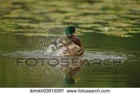 "Mallard (Anas platyrhynchos) drake, Lower Saxony, Germany, Europe" View Large Photo Image Stock Photo - "Mallard (Anas platyrhynchos) drake, Lower Saxony, Germany, Europe". Fotosearch