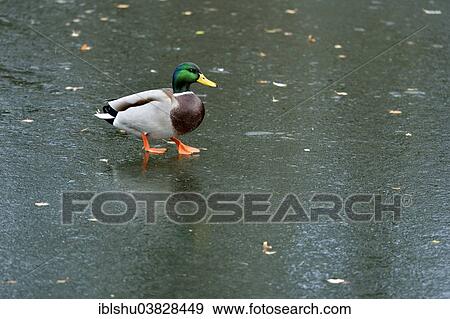 Stock Photo - "Mallard (Anas platyrhynchos), drake, walking on ice, Cham, Switzerland, Europe". Fotosearch