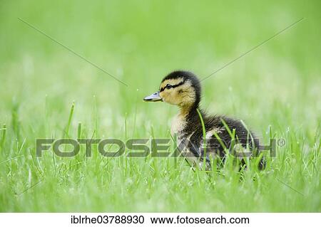 "Mallard (Anas platyrhynchos), duckling in damp grass, Hamburg, Germany, Europe" View Large Photo Image Stock Image - "Mallard (Anas platyrhynchos), duckling in damp grass, Hamburg, Germany, Europe". Fotosearch
