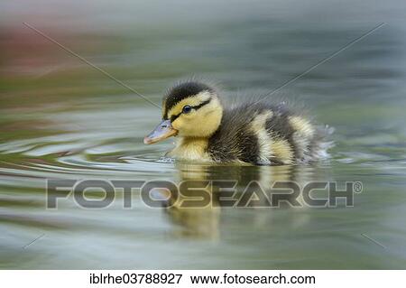 "Mallard (Anas platyrhynchos) duckling swimming on a lake, Hamburg, Germany, Europe" View Large Photo Image Stock Photo - "Mallard (Anas platyrhynchos) duckling swimming on a lake, Hamburg, Germany, Europe". Fotosearch