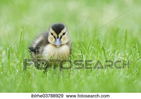 "Mallard (Anas platyrhynchos), duckling in damp grass, Hamburg, Germany, Europe" View Large Photo Image Stock Photo - "Mallard (Anas platyrhynchos), duckling in damp grass, Hamburg, Germany, Europe". Fotosearch