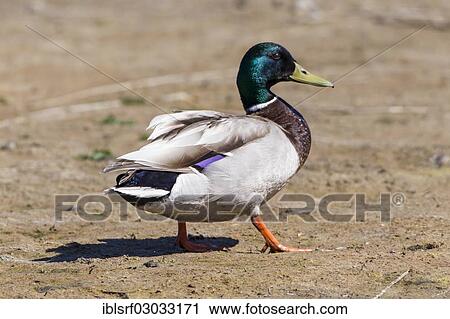 "Mallard (Anas platyrhynchos), Fehmarn, Wallnau, Schleswig-Holstein, Germany, Europe" View Large Photo Image Stock Image - "Mallard (Anas platyrhynchos), Fehmarn, Wallnau, Schleswig-Holstein, Germany, Europe". Fotosearch