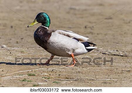 Stock Image - "Mallard (Anas platyrhynchos), Fehmarn, Wallnau, Schleswig-Holstein, Germany, Europe". Fotosearch