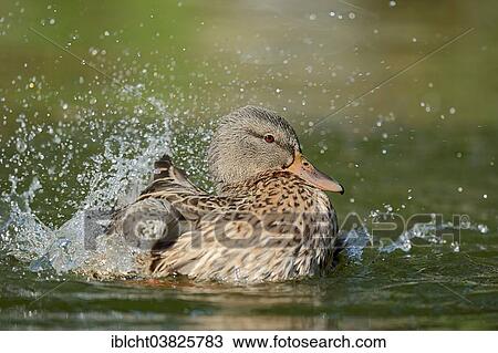 "Mallard (Anas platyrhynchos), female bathing, North Rhine-Westphalia, Germany, Europe" View Large Photo Image Stock Image - "Mallard (Anas platyrhynchos), female bathing, North Rhine-Westphalia, Germany, Europe". Fotosearch