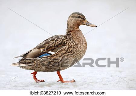 Stock Image - "Mallard (Anas platyrhynchos), female in winter, North Rhine-Westphalia, Germany, Europe". Fotosearch