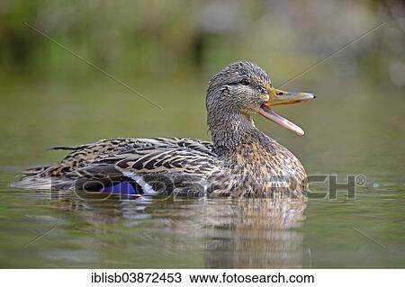 "Mallard (Anas platyrhynchos), female, Lower Saxony, Germany, Europe" View Large Photo Image Stock Image - "Mallard (Anas platyrhynchos), female, Lower Saxony, Germany, Europe". Fotosearch