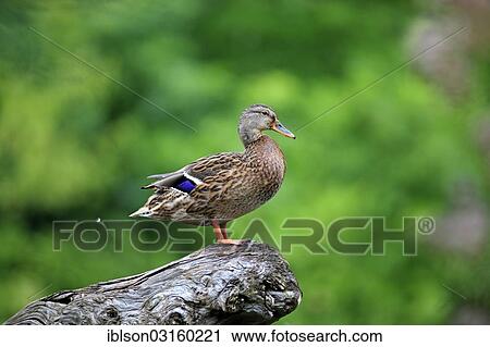 Stock Image - "Mallard (Anas platyrhynchos), female, Mannheim, Baden-Wurttemberg, Germany, Europe". Fotosearch