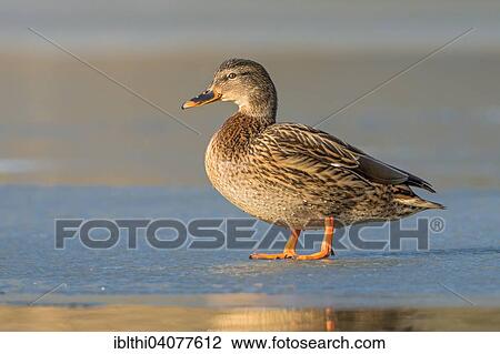 "Mallard (Anas platyrhynchos), female, frozen lake, Middle Elbe Biosphere Reserve, Saxony-Anhalt, Germany, Europe" View Large Photo Image Stock Image - "Mallard (Anas platyrhynchos), female, frozen lake, Middle Elbe Biosphere Reserve, Saxony-Anhalt, Germany, Europe". Fotosearch