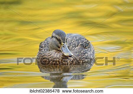 Stock Photo - "Mallard (Anas platyrhynchos), female, North Rhine-Westphalia, Germany, Europe". Fotosearch