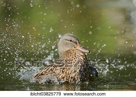 "Mallard (Anas platyrhynchos), female bathing, North Rhine-Westphalia, Germany, Europe" View Large Photo Image Stock Photo - "Mallard (Anas platyrhynchos), female bathing, North Rhine-Westphalia, Germany, Europe". Fotosearch