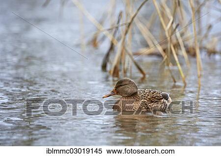"Mallard (Anas platyrhynchos), female, Siebentischwald, Augsburg, Schwaben, Bavaria, Germany, Europe" View Large Photo Image Stock Photography - "Mallard (Anas platyrhynchos), female, Siebentischwald, Augsburg, Schwaben, Bavaria, Germany, Europe". Fotosearch