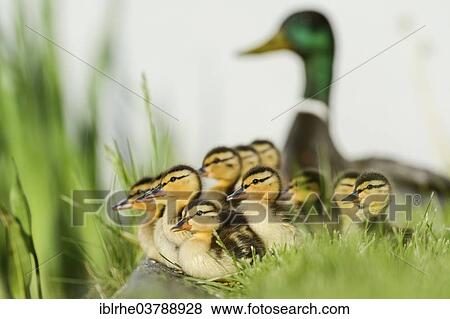 Stock Photo - "Mallard (Anas platyrhynchos), group of ducklings with drake at back, Hamburg, Germany, Europe". Fotosearch