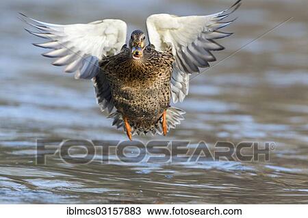 Stock Image - "Mallard (Anas platyrhynchos) in flight, Melsungen, Hesse, Germany, Europe". Fotosearch