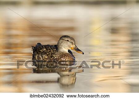 "Mallard (Anas platyrhynchos) in the water in the evening light, Weissensee lake, Carinthia, Austria, Europe" View Large Photo Image Stock Image - "Mallard (Anas platyrhynchos) in the water in the evening light, Weissensee lake, Carinthia, Austria, Europe". Fotosearch