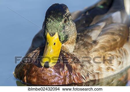 "Mallard (Anas platyrhynchos) in water, Weissensee lake, Carinthia, Austria, Europe" View Large Photo Image Picture - "Mallard (Anas platyrhynchos) in water, Weissensee lake, Carinthia, Austria, Europe". Fotosearch