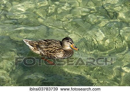 "Mallard (Anas platyrhynchos), Lake Starnberg, Starnberg, Upper Bavaria, Bavaria, Germany, Europe" View Large Photo Image Stock Photo - "Mallard (Anas platyrhynchos), Lake Starnberg, Starnberg, Upper Bavaria, Bavaria, Germany, Europe". Fotosearch