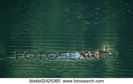 "Mallard (Anas platyrhynchos), mother duck with ducklings on the water" View Large Photo Image Stock Image - "Mallard (Anas platyrhynchos), mother duck with ducklings on the water". Fotosearch
