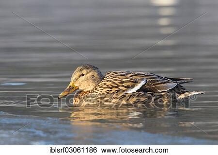 "Mallard (Anas platyrhynchos) on partially frozen water, Fuldabruck, Fuldabruck, Hesse, Germany, Europe" View Large Photo Image Stock Photograph - "Mallard (Anas platyrhynchos) on partially frozen water, Fuldabruck, Fuldabruck, Hesse, Germany, Europe". Fotosearch