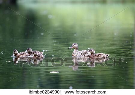 Stock Image - "Mallard (Anas platyrhynchos) with their young on Lake Wiesensee, near Hochfilzen, Tyrol, Austria, Europe". Fotosearch