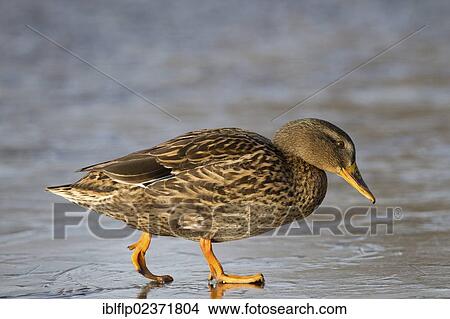 "Mallard Duck (Anas platyrhynchos), adult female, walking on ice of frozen lake, Duns Castle, Duns, Berwickshire, Scottish Borders, Scotland, United Kingdom, Europe" View Large Photo Image Picture - "Mallard Duck (Anas platyrhynchos), adult female, walking on ice of frozen lake, Duns Castle, Duns, Berwickshire, Scottish Borders, Scotland, United Kingdom, Europe". Fotosearch