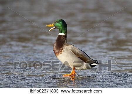 "Mallard Duck (Anas platyrhynchos), adult male, calling, standing on ice of frozen lake, Duns Castle, Duns, Berwickshire, Scottish Borders, Scotland, United Kingdom, Europe" View Large Photo Image Stock Image - "Mallard Duck (Anas platyrhynchos), adult male, calling, standing on ice of frozen lake, Duns Castle, Duns, Berwickshire, Scottish Borders, Scotland, United Kingdom, Europe". Fotosearch