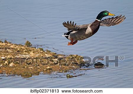 "Mallard Duck (Anas platyrhynchos), adult male, in flight, taking off, Rye Meads RSPB Reserve, Hoddesdon, Lea Valley, Hertfordshire, England, United Kingdom, Europe" View Large Photo Image Stock Image - "Mallard Duck (Anas platyrhynchos), adult male, in flight, taking off, Rye Meads RSPB Reserve, Hoddesdon, Lea Valley, Hertfordshire, England, United Kingdom, Europe". Fotosearch