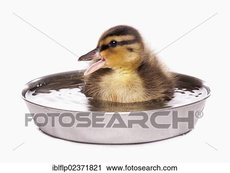 "Mallard Duck (Anas platyrhynchos), duckling, calling, sitting in bowl of water" View Large Photo Image Stock Image - "Mallard Duck (Anas platyrhynchos), duckling, calling, sitting in bowl of water". Fotosearch