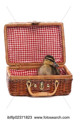 "Mallard Duck (Anas platyrhynchos), ducking, sitting in picnic basket" View Large Photo Image Stock Image - "Mallard Duck (Anas platyrhynchos), ducking, sitting in picnic basket". Fotosearch