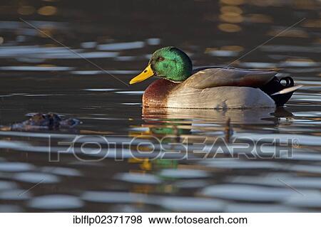 "Mallard Duck (Anas platyrhynchos), adult male, swimming in lake, Duns Castle, Duns, Berwickshire, Scottish Borders, Scotland, United Kingdom, Europe" View Large Photo Image Stock Photo - "Mallard Duck (Anas platyrhynchos), adult male, swimming in lake, Duns Castle, Duns, Berwickshire, Scottish Borders, Scotland, United Kingdom, Europe". Fotosearch