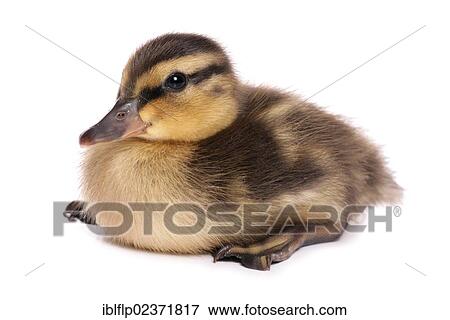 "Mallard Duck (Anas platyrhynchos), duckling" View Large Photo Image Stock Photo - "Mallard Duck (Anas platyrhynchos), duckling". Fotosearch