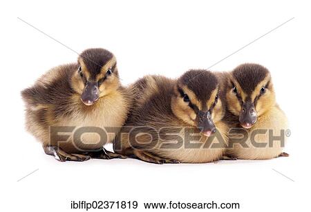 "Mallard Duck (Anas platyrhynchos), three ducklings" View Large Photo Image Stock Photo - "Mallard Duck (Anas platyrhynchos), three ducklings". Fotosearch